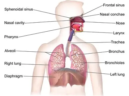 Organs and structure of the respiratory system